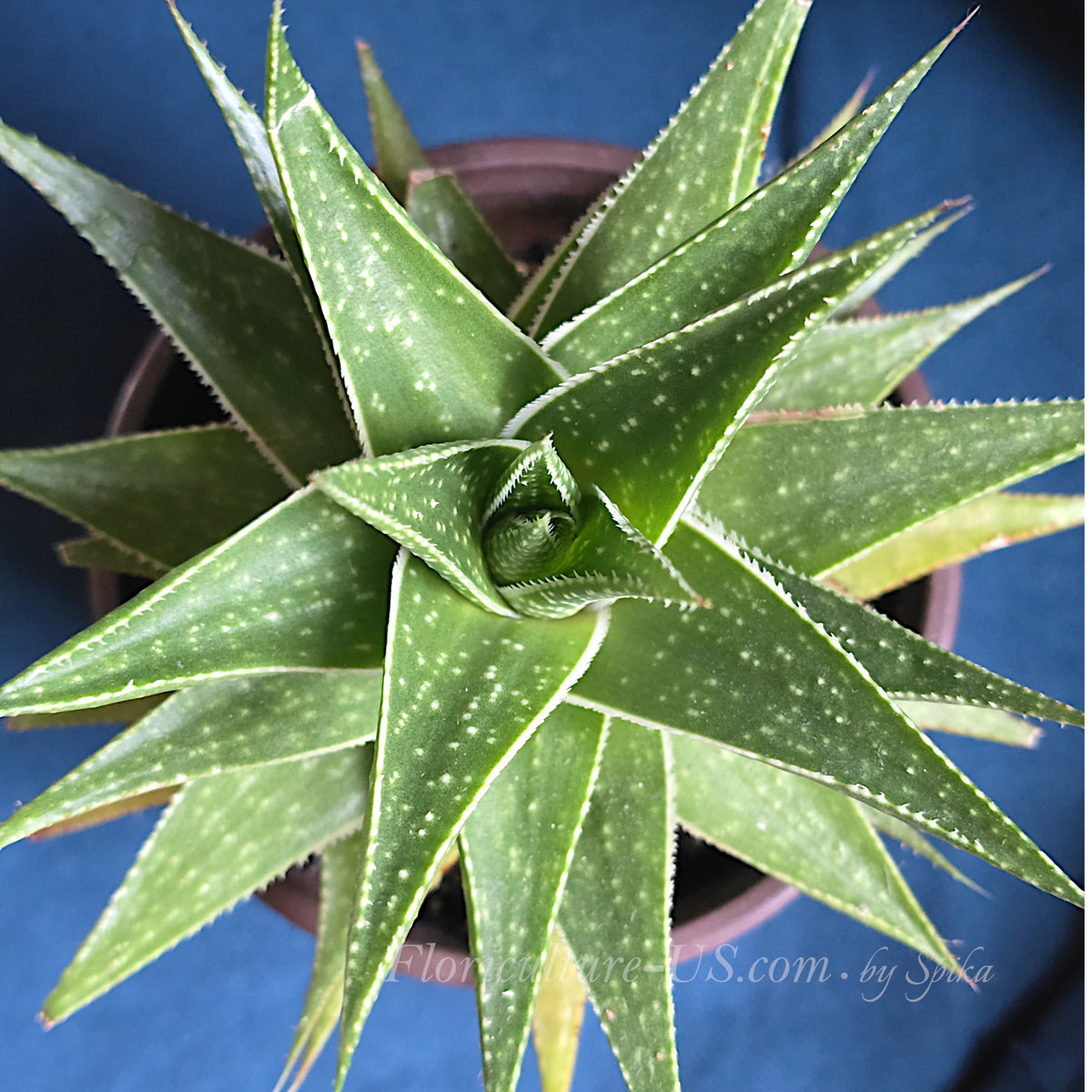 Top view of a symmetrical star-shaped rosette of Aloe 'Amial Hodi'