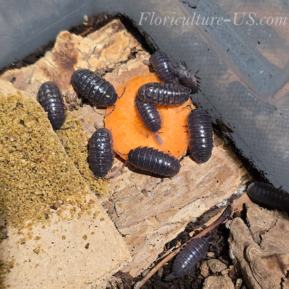 Wild Type Armadillidium Vulgare isopods starter pack for bioactive terrariums for sale