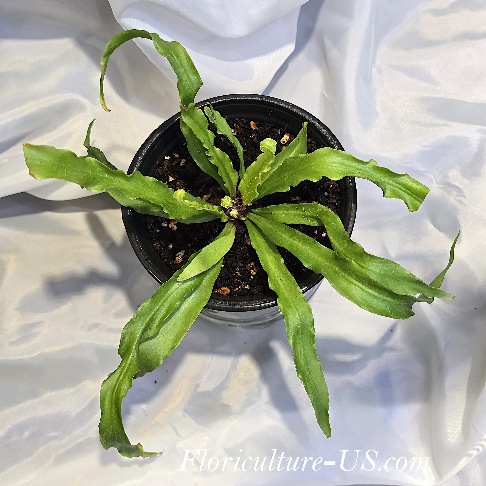 Top view of Asplenium antiquum 'Osaka' with wavy ruffled fronds in a nursery pot.