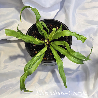Top view of Asplenium antiquum 'Osaka' with wavy ruffled fronds in a nursery pot.