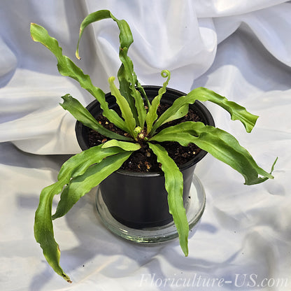Wavy ruffled Asplenium 'Osaka' indoor plant in a nursery pot.