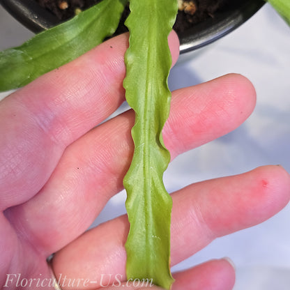 Detailed view of the wavy ruffled foliage texture of Asplenium 'Osaka'.