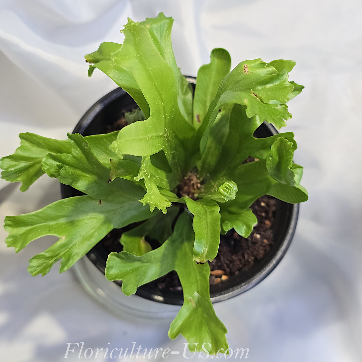Top view of Asplenium Leslie Crested Birds Nest Fern growing in a pot