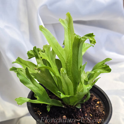 Side view of Asplenium Leslie Crested Birds Nest Fern showing upright growth habit in a pot