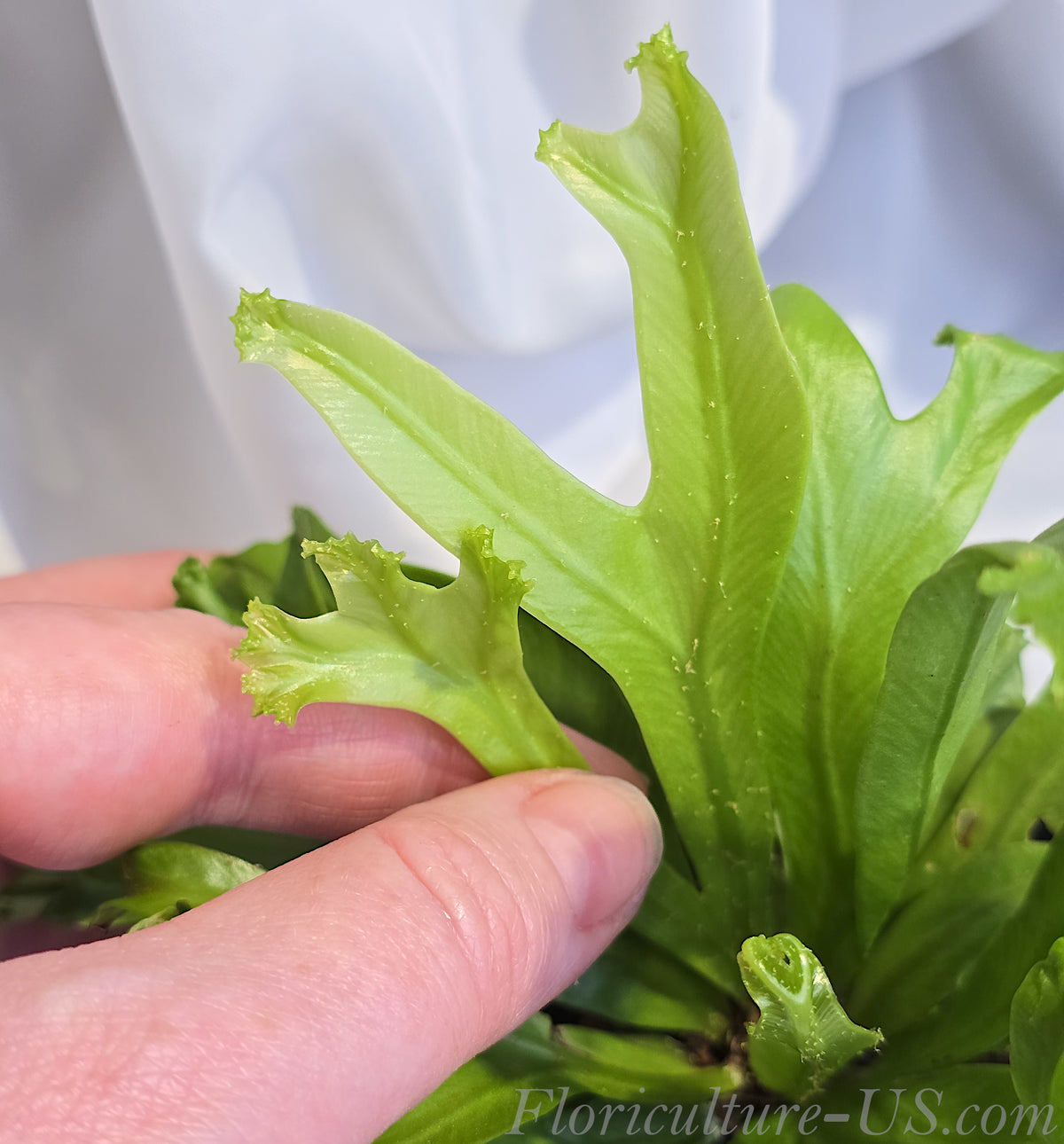 Close-up shot of ruffled and crested green frond tips of Asplenium Leslie fern