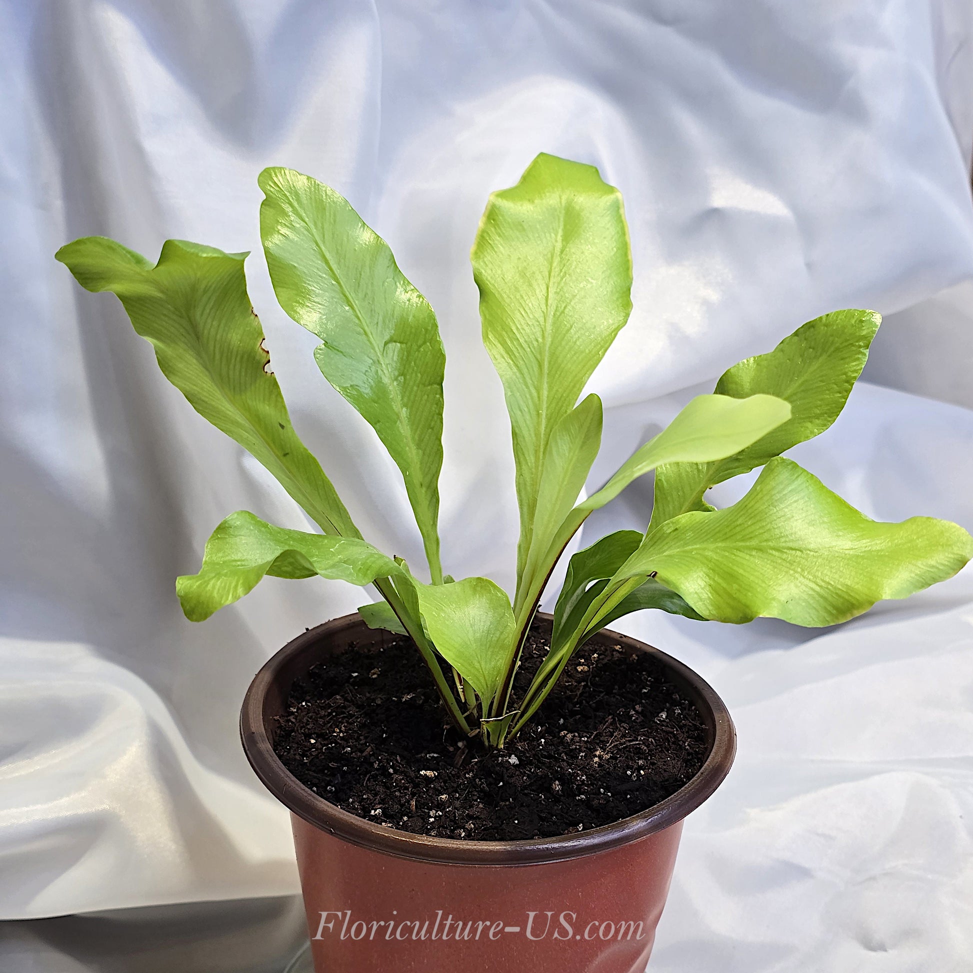 A healthy live Asplenium nidus tropical houseplant showing vertical glossy green foliage and central rosette.