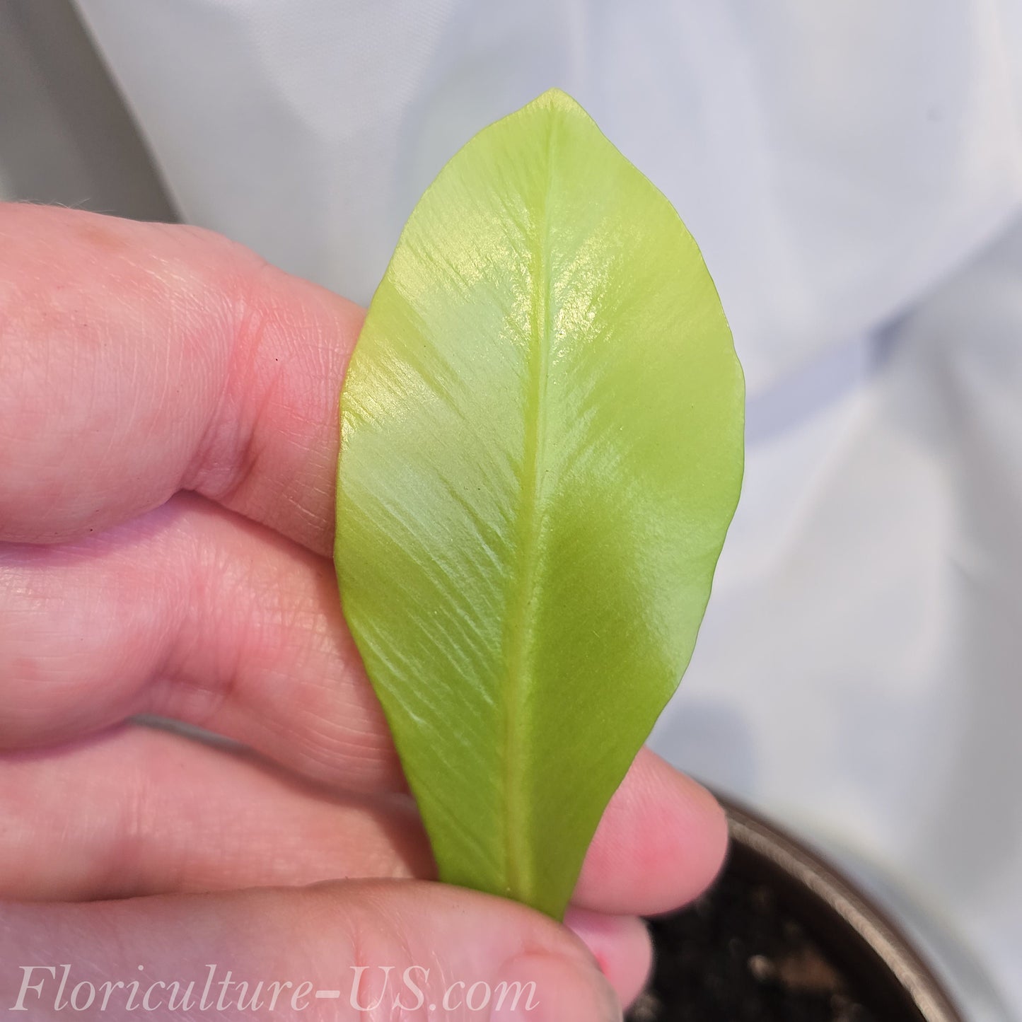 Detailed view of the smooth glossy foliage texture of a classic Bird's Nest Fern.