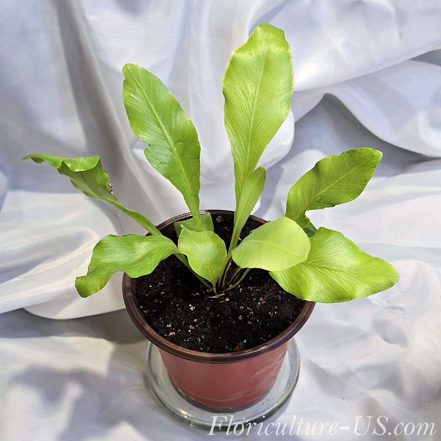 Live Asplenium nidus Bird's Nest Fern established in a nursery pot ready for home decor.