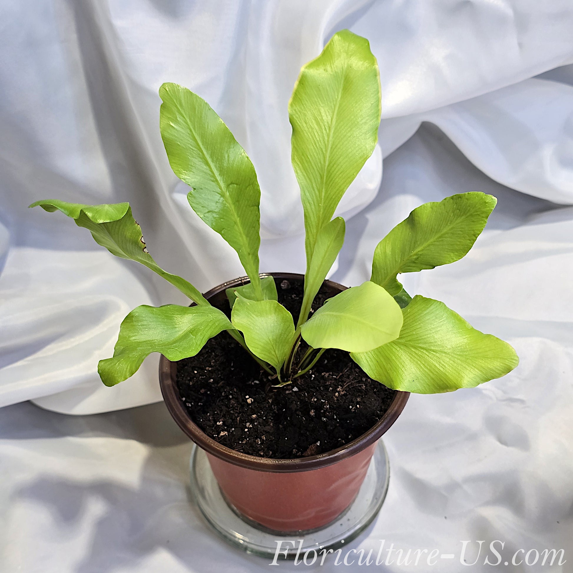 Live Asplenium nidus Bird's Nest Fern established in a nursery pot ready for home decor.