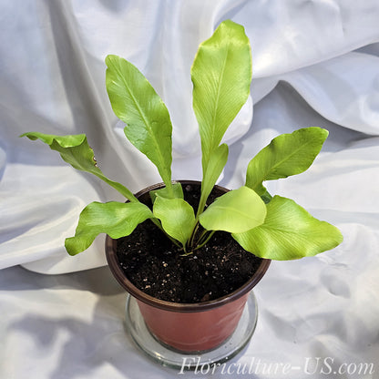 Live Asplenium nidus Bird's Nest Fern established in a nursery pot ready for home decor.