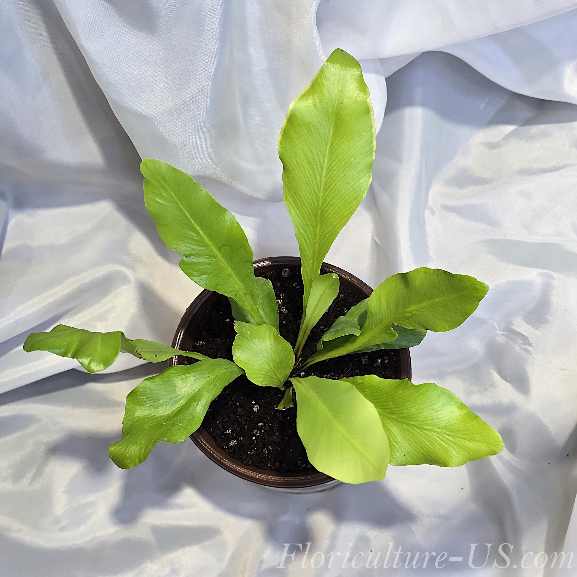 Top angle view of an Asplenium nidus Bird's Nest Fern growing in a pot, displaying its wide glossy lime green fronds.