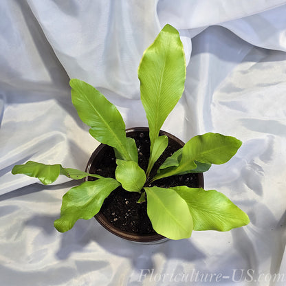 Top angle view of an Asplenium nidus Bird's Nest Fern growing in a pot, displaying its wide glossy lime green fronds.