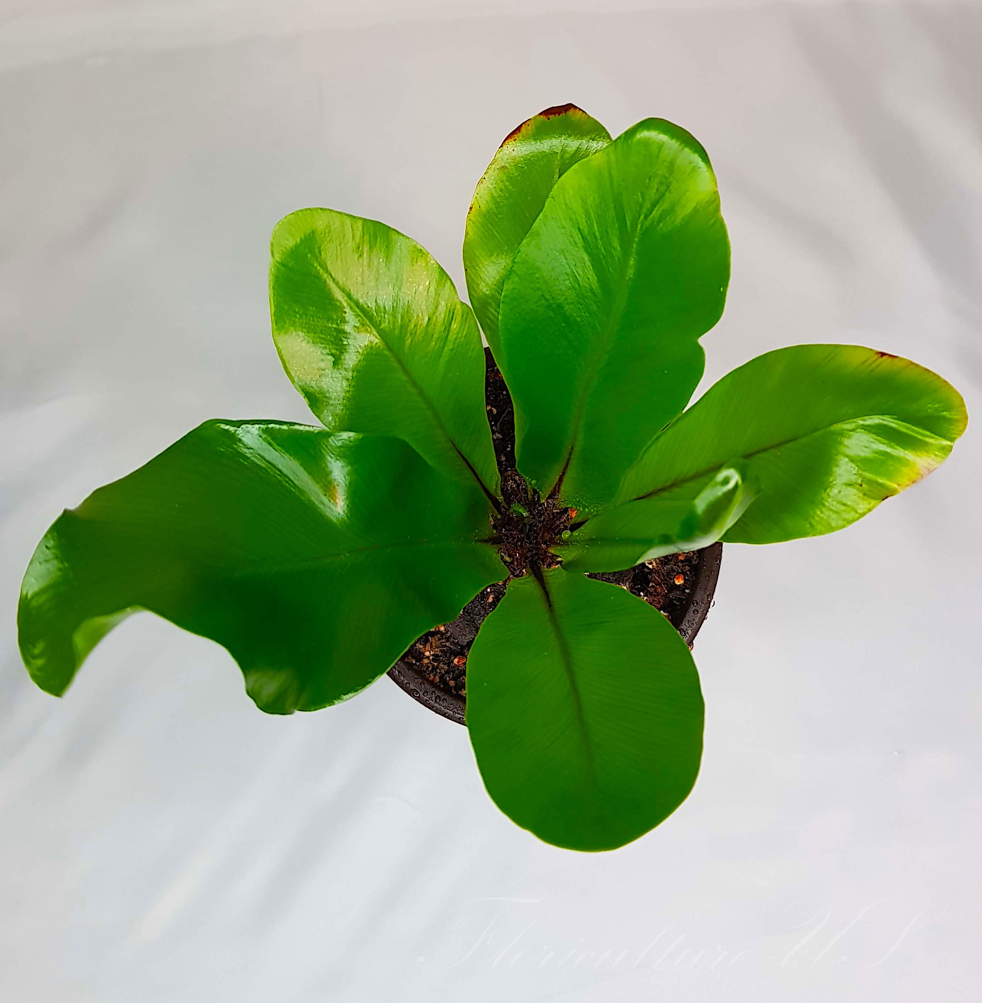 bird nest fern plants live Asplenium Nidus, Bird's Nest Fern, Live Plant – Floriculture US