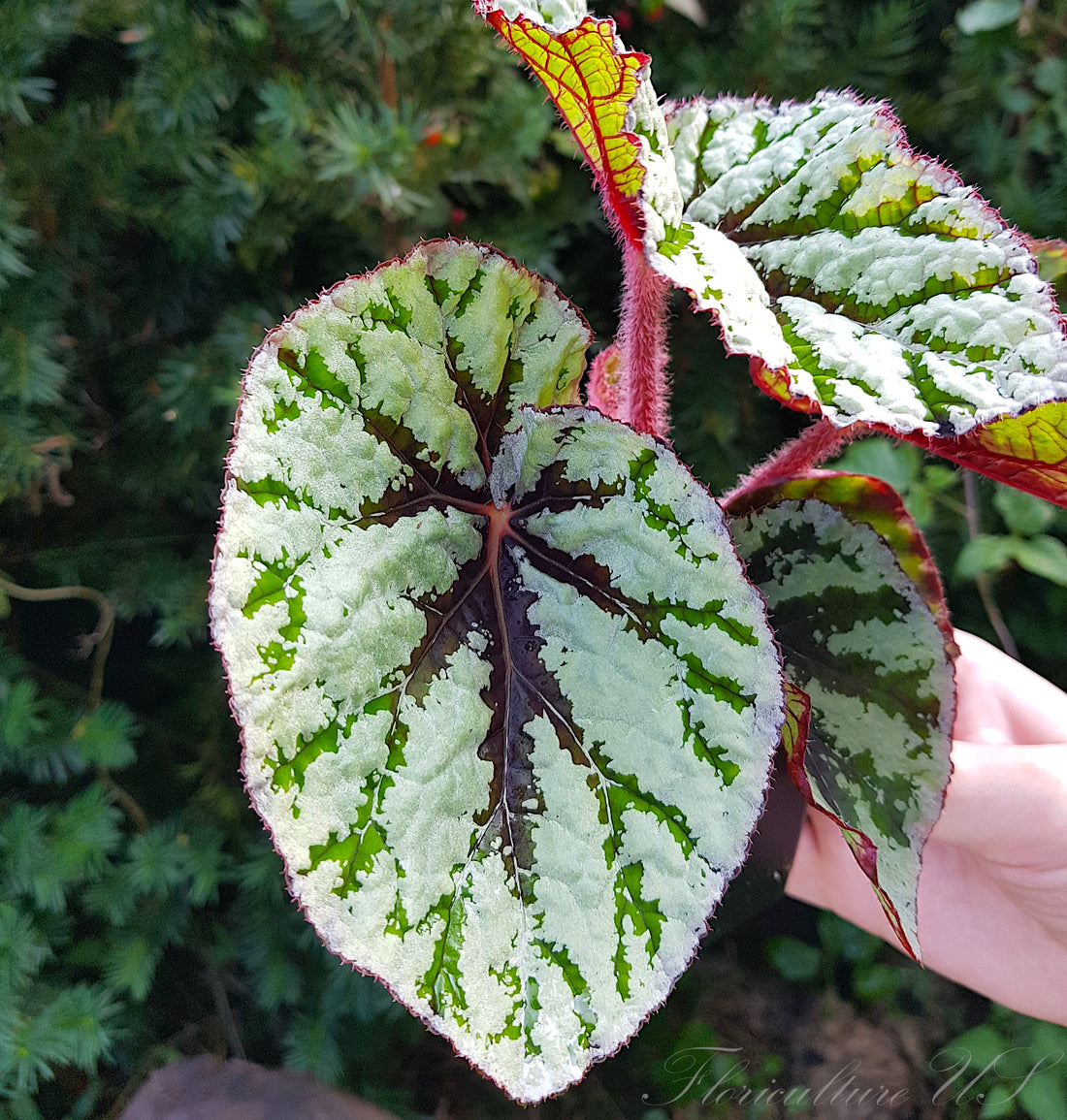 Rex begonia showcasing its striking silver-green metallic leaf pattern and deep dark veins.