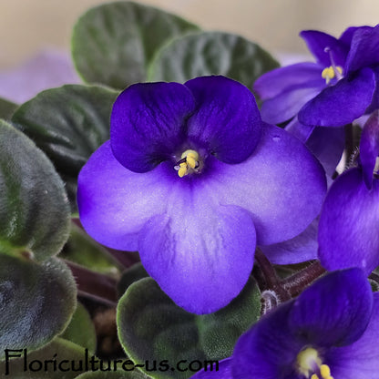 Close-up of a Bi-Color Purple African Violet pansy-shaped flower with vibrant petals.