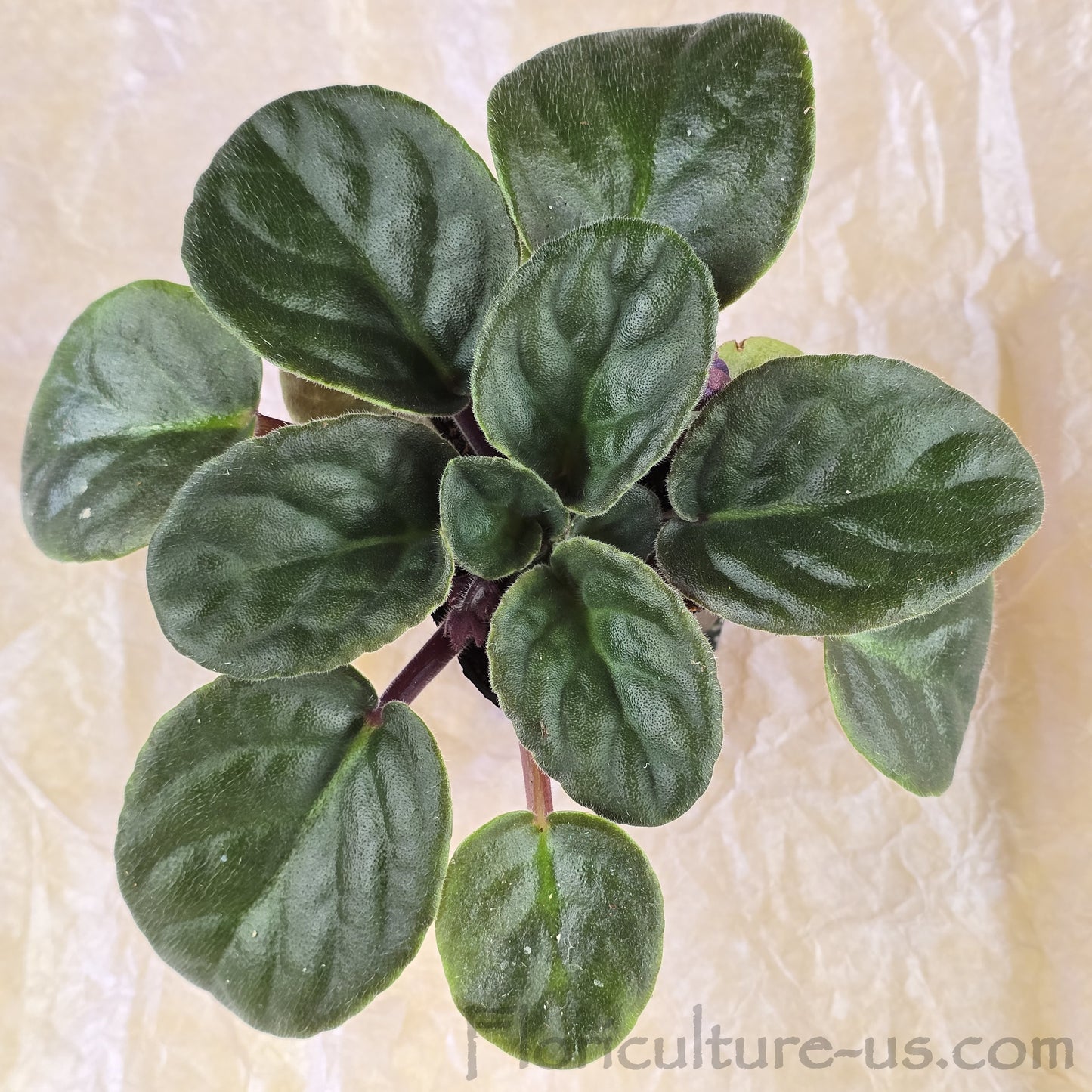 Healthy live Bi-Color Purple African Violet starter plant