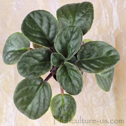 Healthy live Bi-Color Purple African Violet starter plant