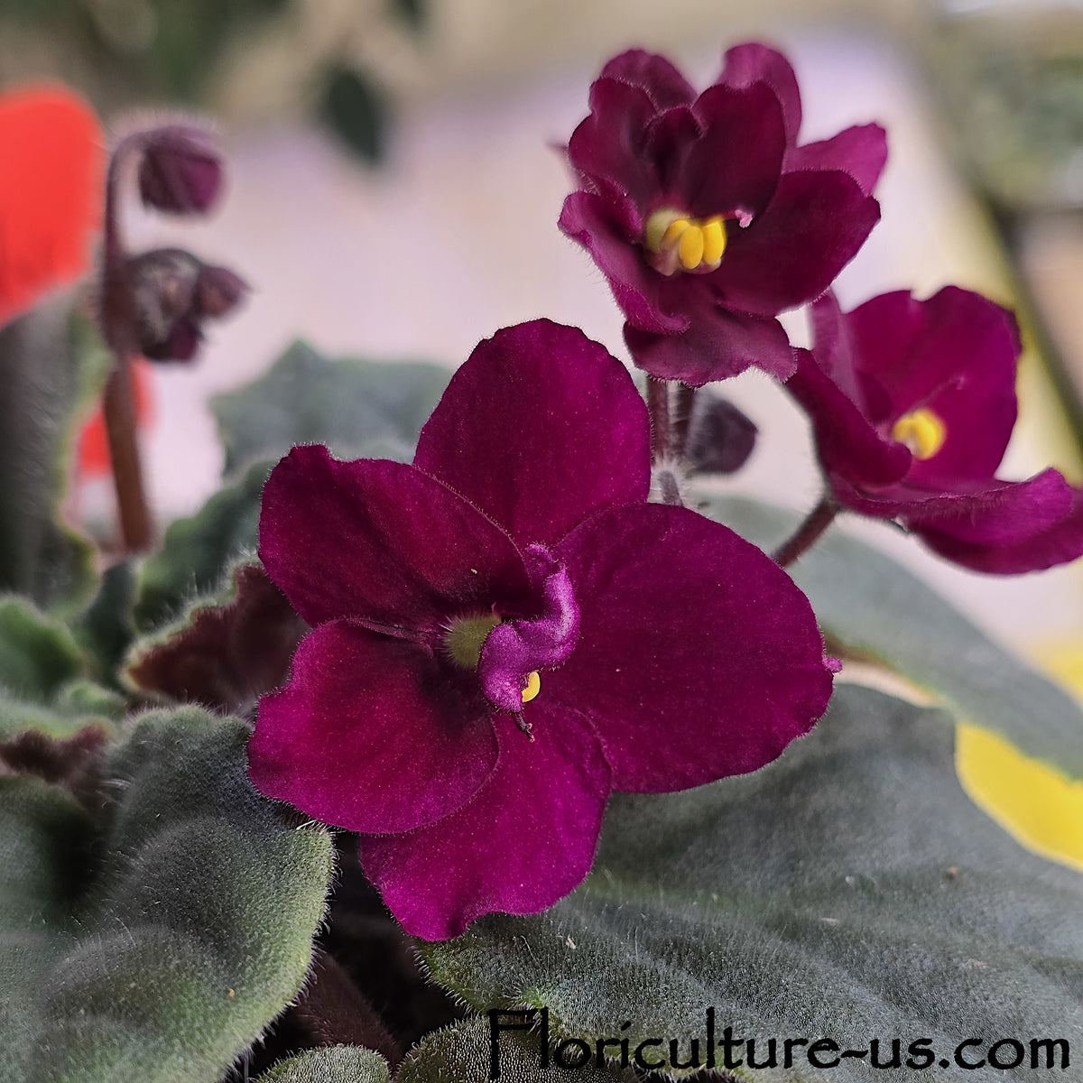 Example of mature mother plant bloom for Burgundy African Violet