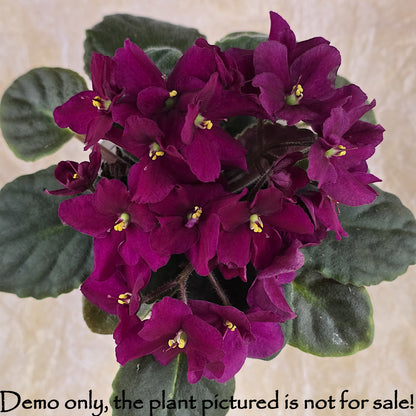 Top view of a healthy blooming burgundy African Violet Saintpaulia with deep green leaves.