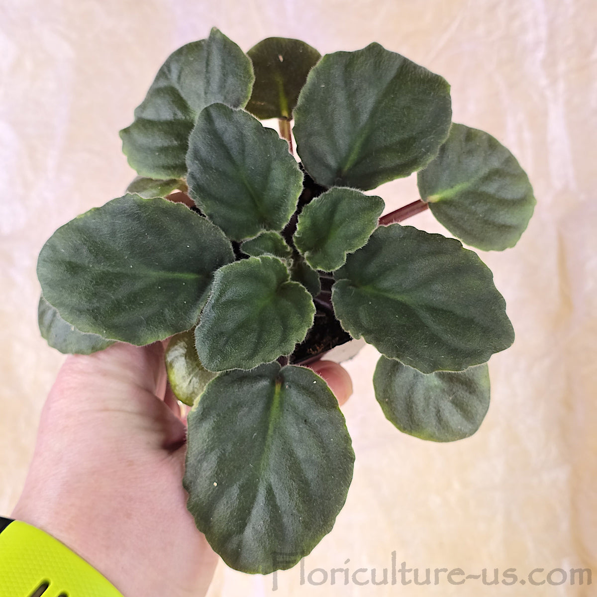 Healthy live Burgundy African Violet starter plant ready to bloom