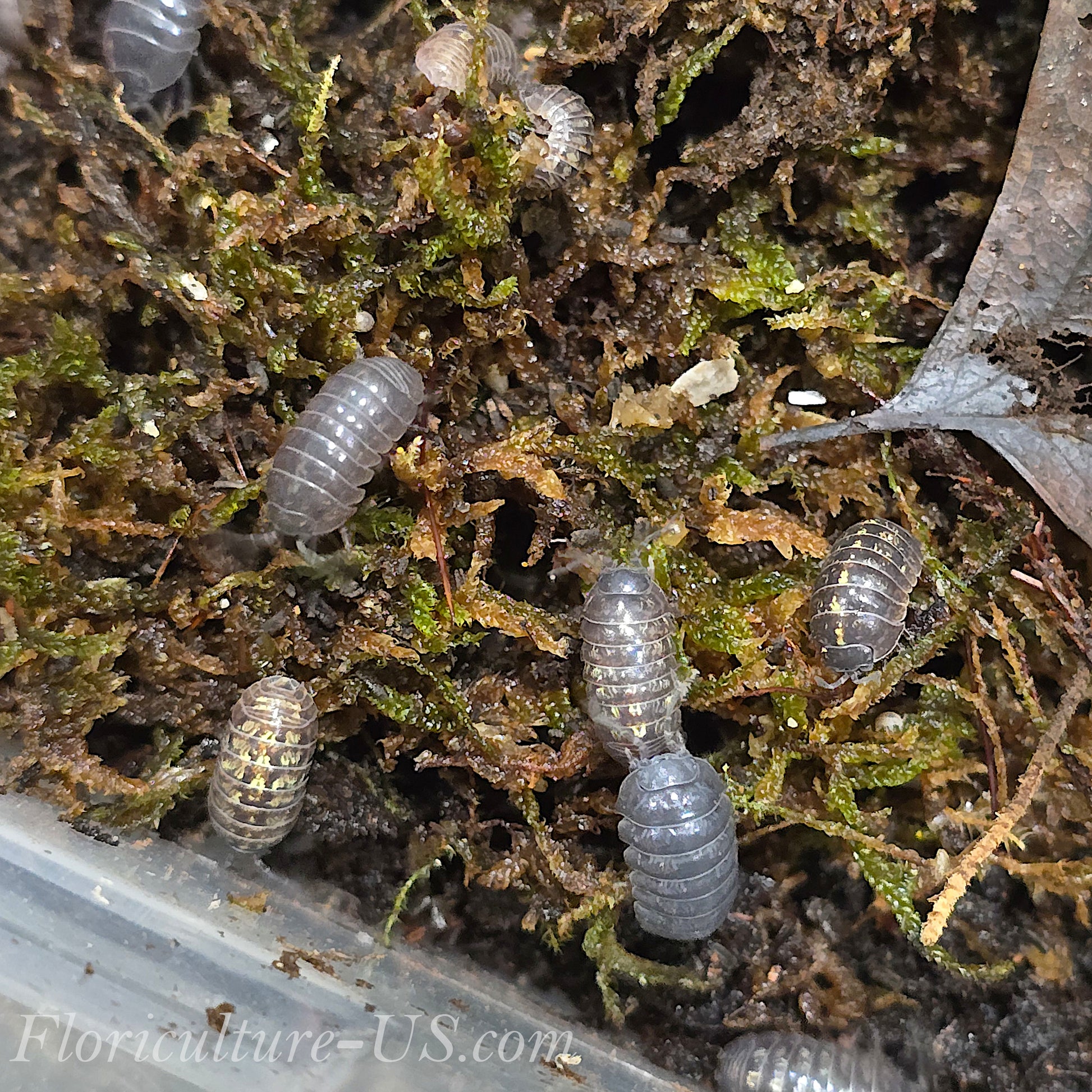 A group of mixed-size hardy Armadillidium Vulgare roly poly isopods for bioactive vivariums.