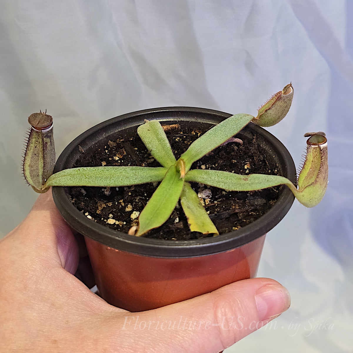A 3.5 inch potted Nepenthes albomarginata Kuching Spotted pitcher plant held in hand, showcasing actual plant size for sale.