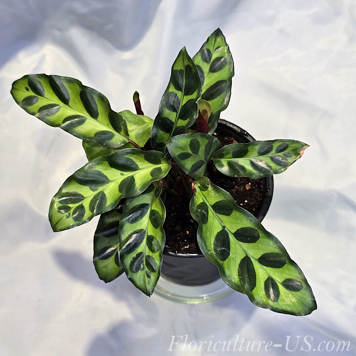 Calathea Insignis exotic houseplant for sale top view