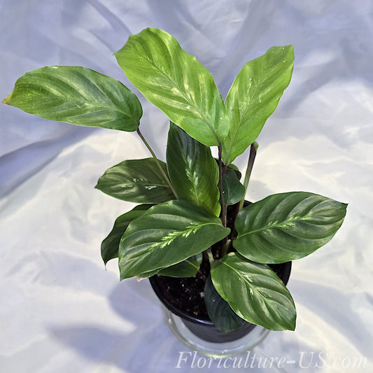 Healthy Calathea Maui Queen live houseplant in a 4-inch pot showing its striking variegated foliage.
