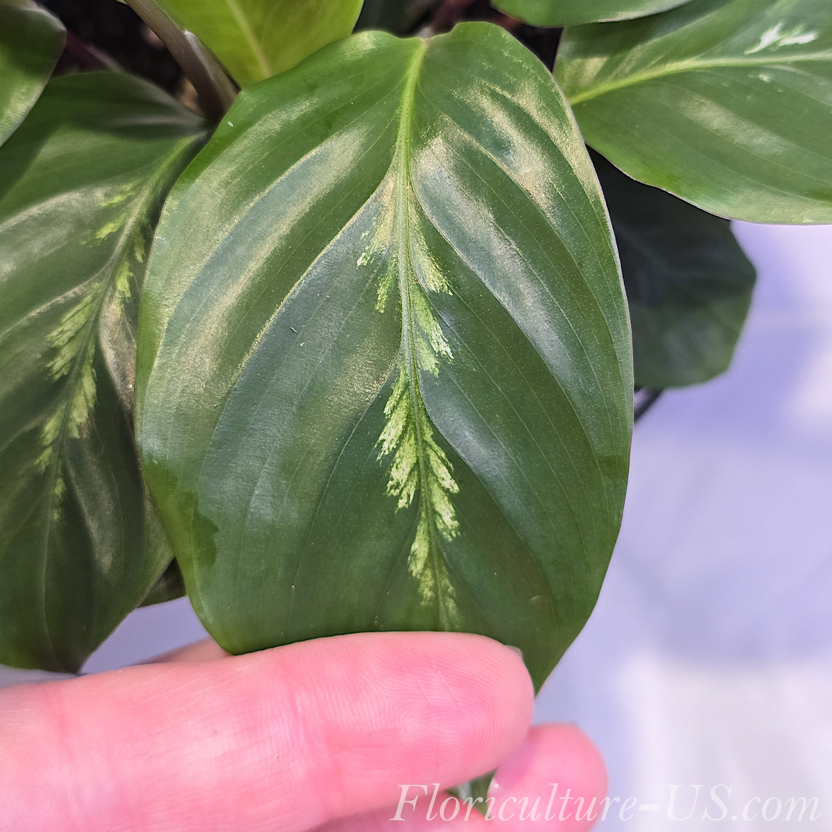 Detailed shot of Calathea Maui Queen foliage demonstrating the contrast with its vibrant purple undersides.