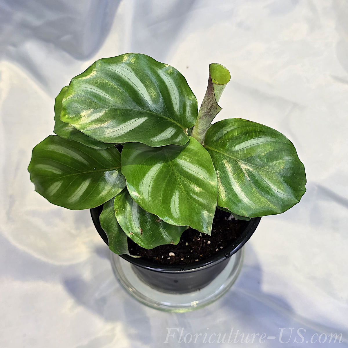 Calathea Orbifolia tropical indoor houseplant in a pot for sale