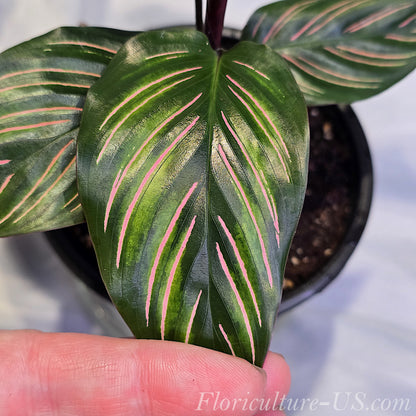 Macro close-up of a Calathea ornata leaf held by fingers to showcase the detailed pattern of bright pink stripes on the dark green blade