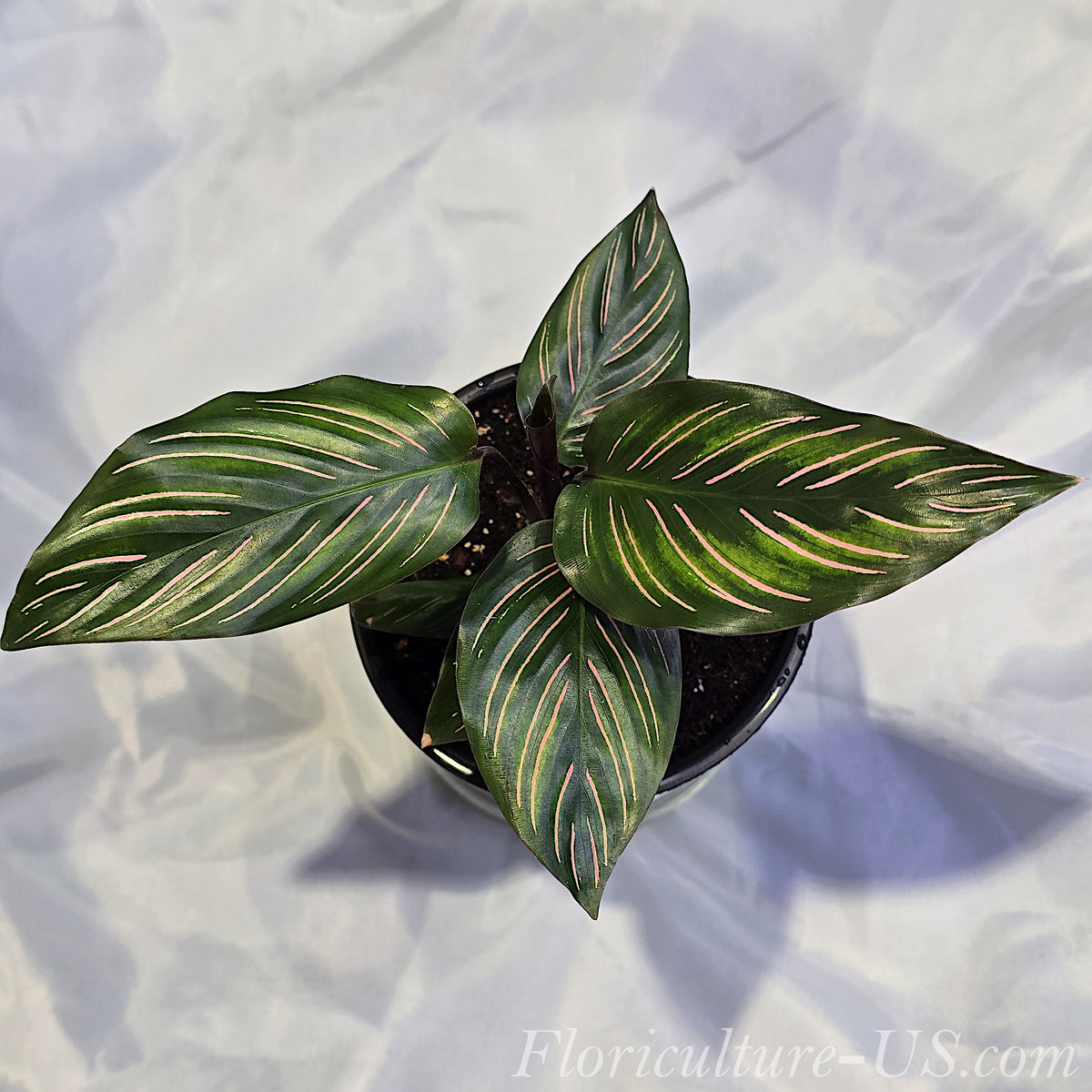 Top-down view of a live Calathea ornata Pinstripe plant in a grower pot showing its symmetrical rosette of dark green leaves with pink lines