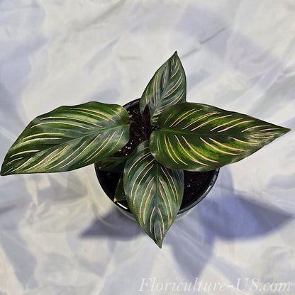 Top-down view of a live Calathea ornata Pinstripe plant in a grower pot showing its symmetrical rosette of dark green leaves with pink lines