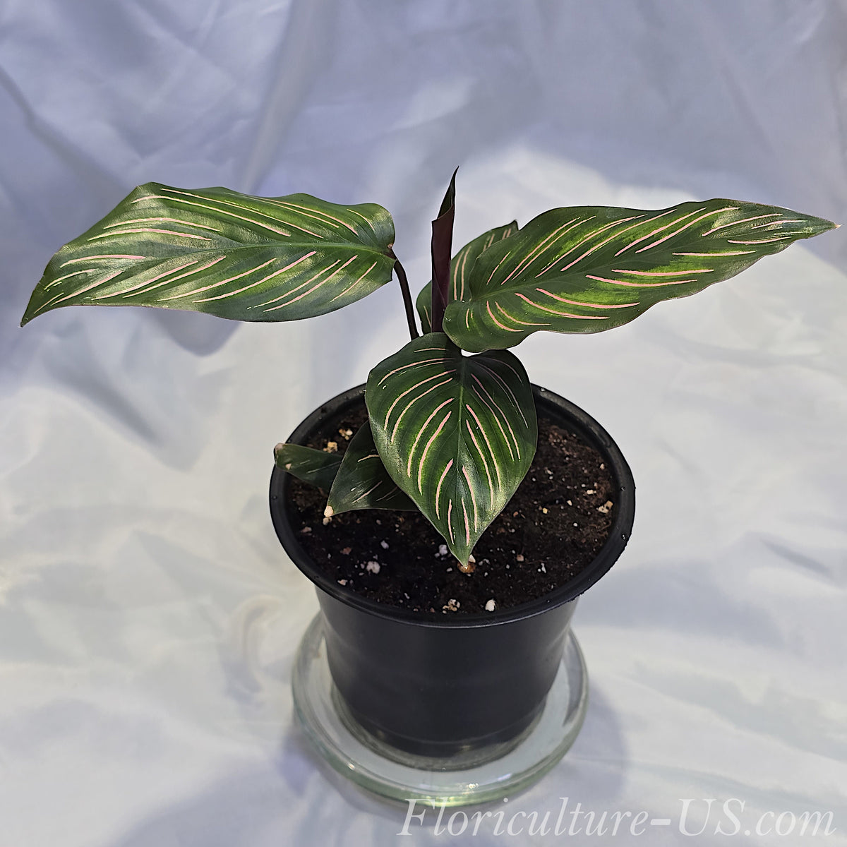 Side view of an established live Calathea ornata Pinstripe plant in a black pot with a new rolled leaf sprouting from the center