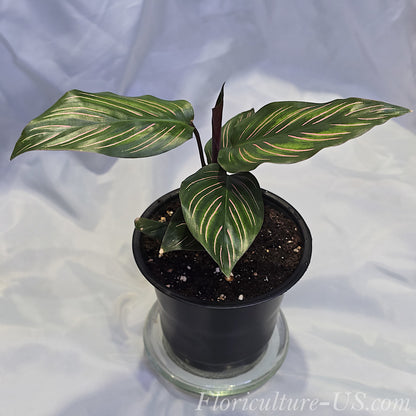 Side view of an established live Calathea ornata Pinstripe plant in a black pot with a new rolled leaf sprouting from the center