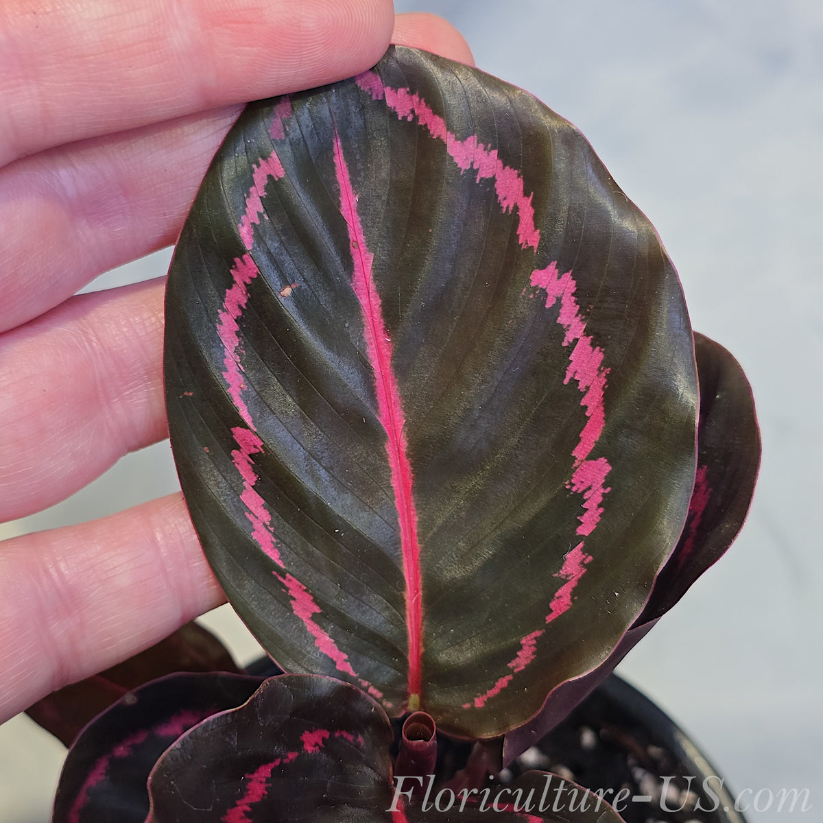 Calathea Dottie pink ring leaf texture close up