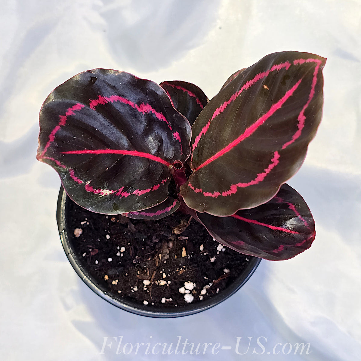 Calathea Roseopicta Dottie houseplant in pot