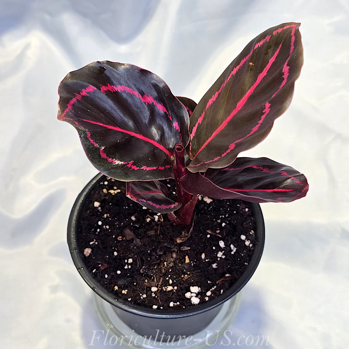 Live potted Calathea Dottie prayer plant for sale