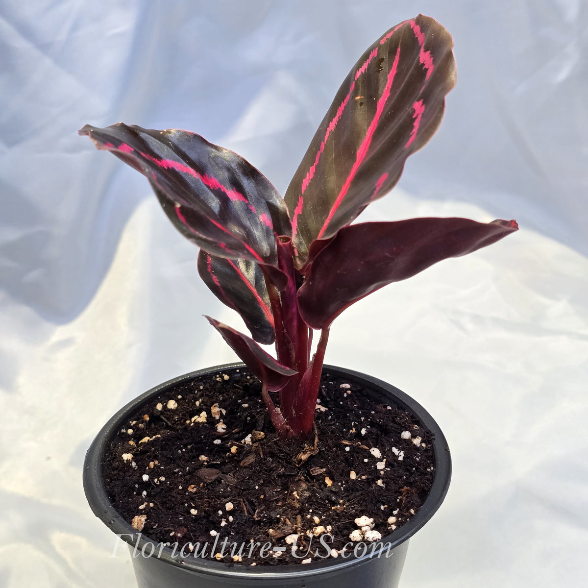 Side view of live Calathea Dottie plant