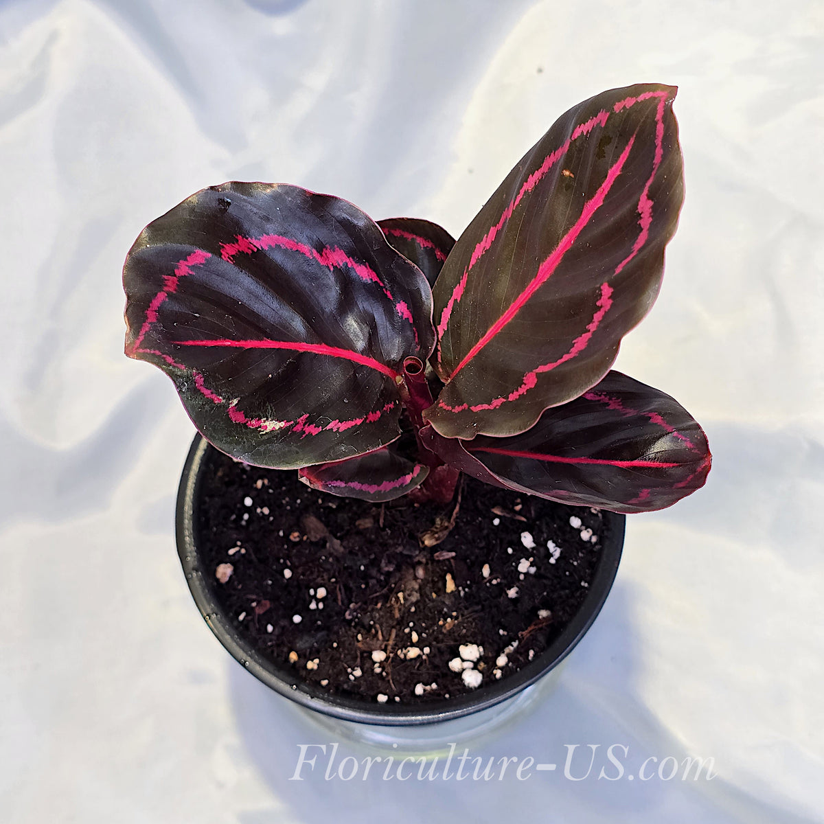 Top view of Calathea Roseopicta Dottie leaves