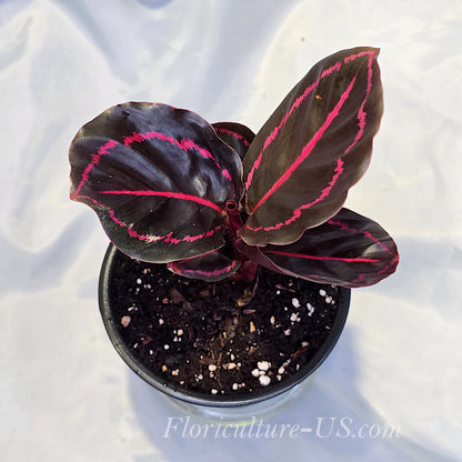 Top view of Calathea Roseopicta Dottie leaves