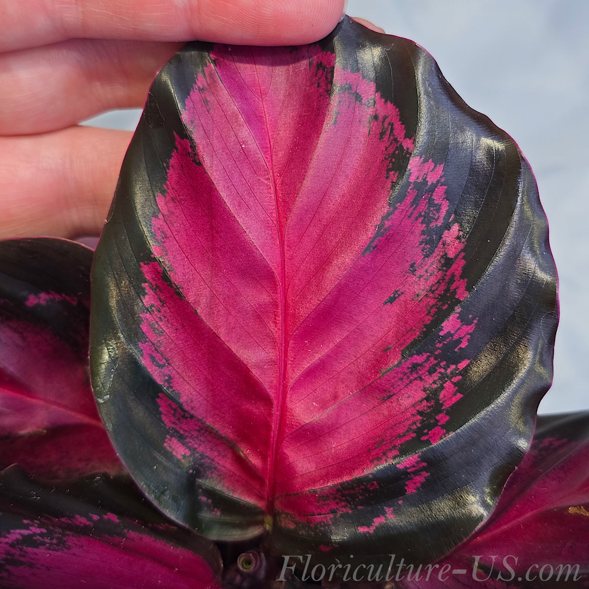 Close up of Calathea Purple Rose vibrant leaf texture