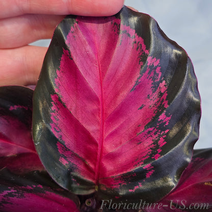 Close up of Calathea Purple Rose vibrant leaf texture