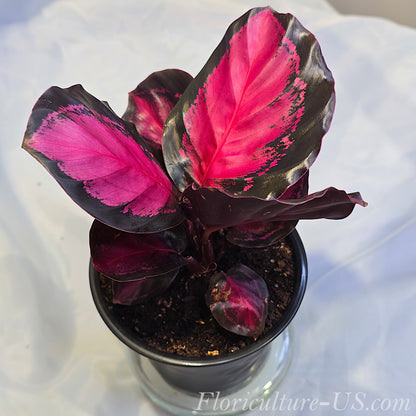 Calathea Purple Rose exotic houseplant in a pot for sale