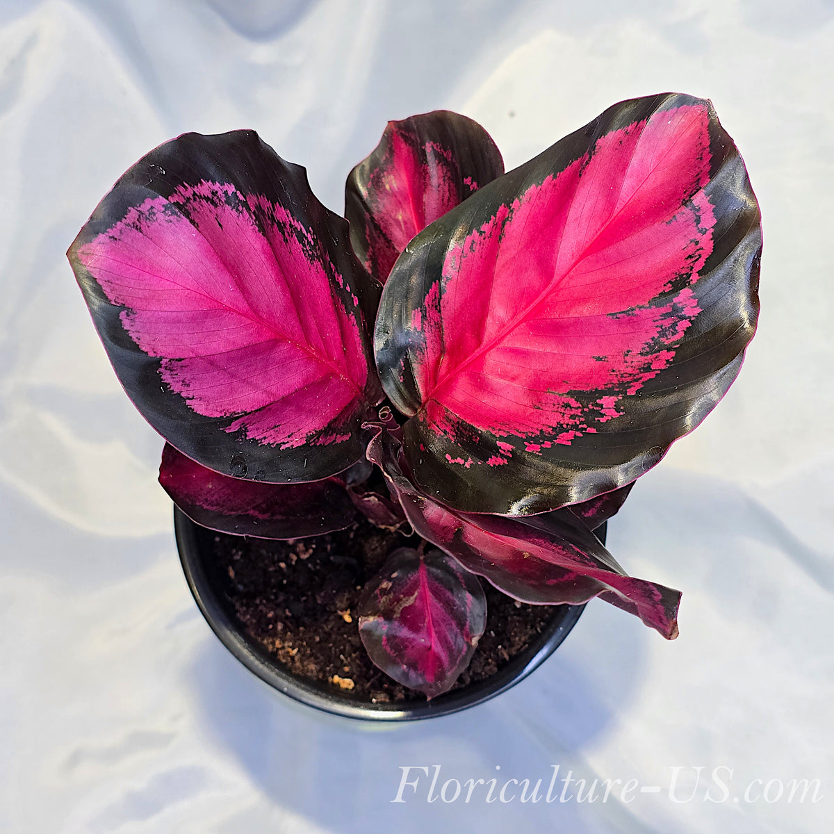 Top view of live Calathea Purple Rose prayer plant