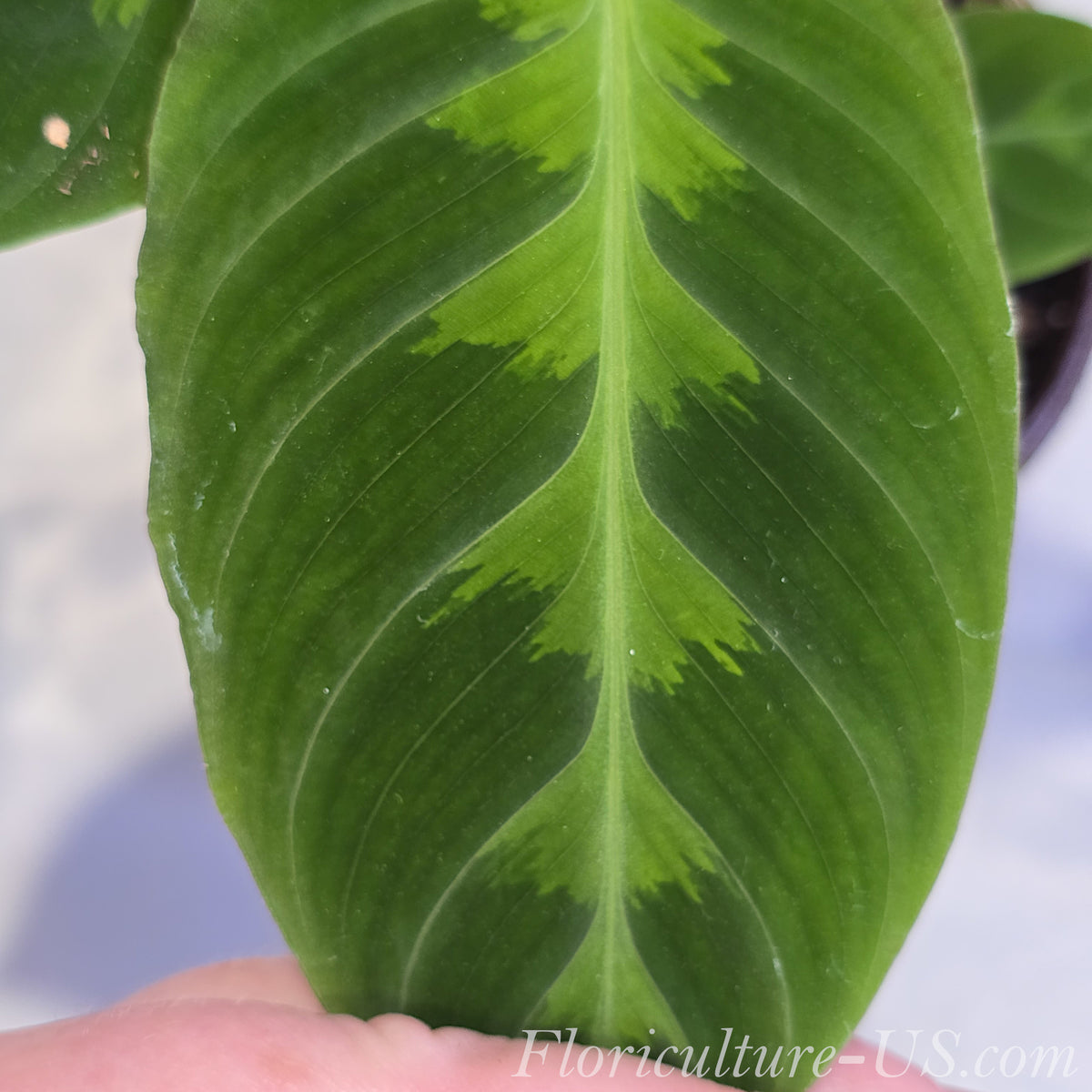 Close up of a unique Calathea Warscewiczii leaf showing a soft velvet texture and green feather pattern