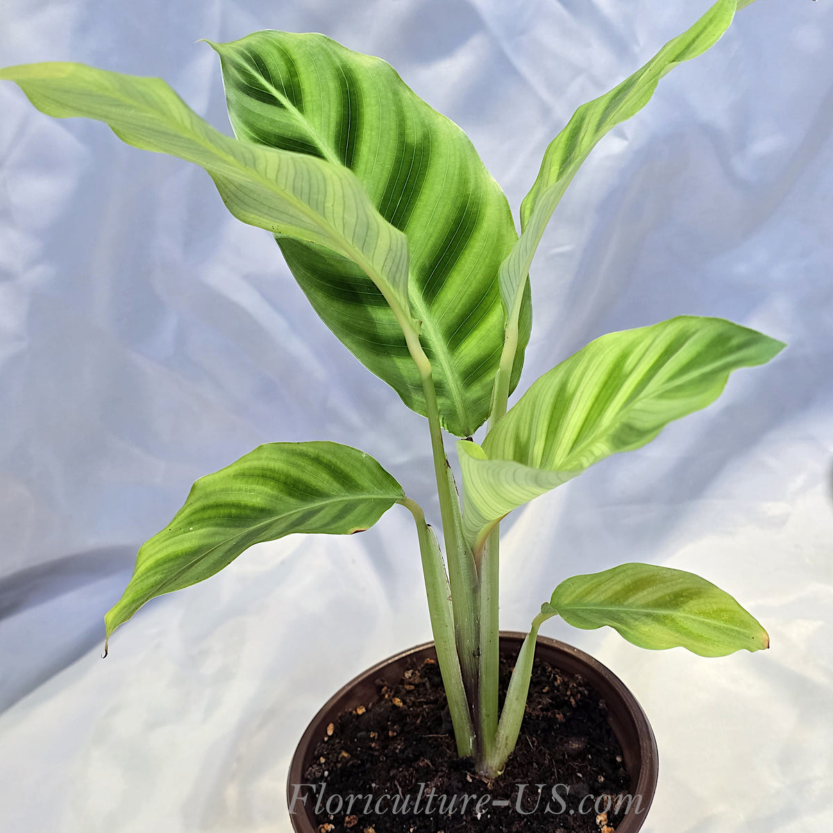 Healthy Calathea zebrina live tropical houseplant established in a 4-inch grower pot showing lush velvet foliage.