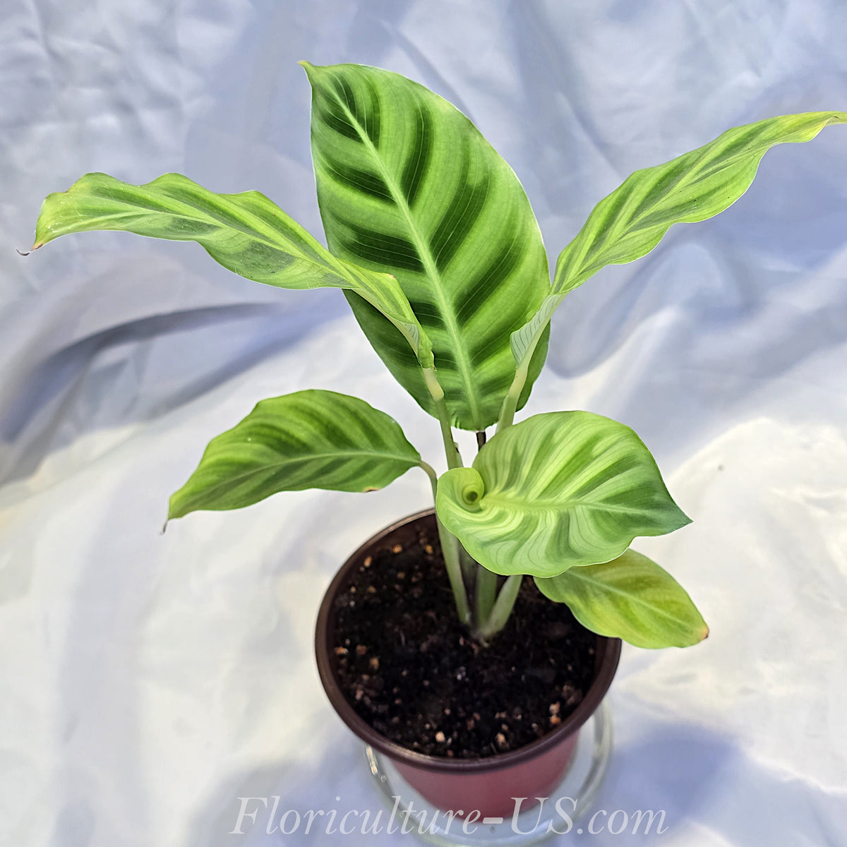 Healthy Calathea zebrina live tropical houseplant established in a 4-inch grower pot showing lush velvet foliage