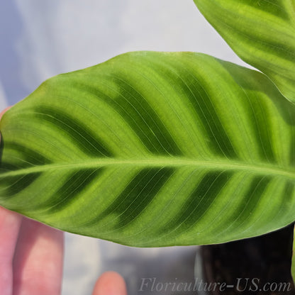 Macro shot of a vibrant green velvety leaf of a live Calathea zebrina showing dark emerald zebra stripes