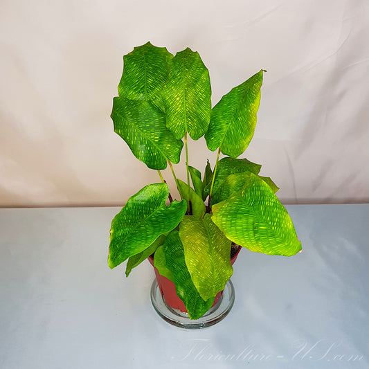 Calathea Musaica, Live Plant - 4" pot